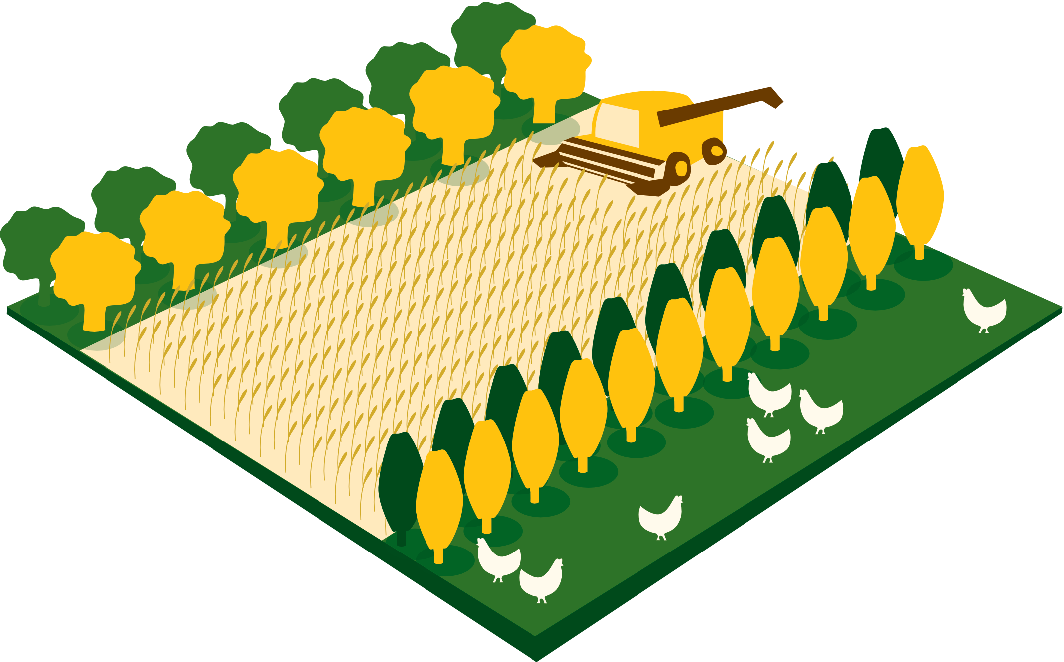 Schema Agroforst, Infografik von Rita Böttcher